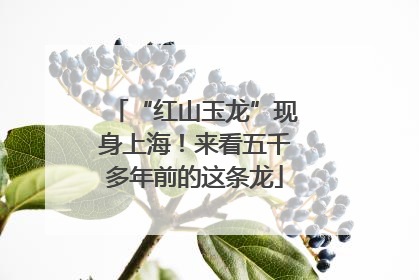 “红山玉龙”现身上海！来看五千多年前的这条龙