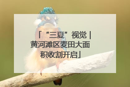“三夏”视觉｜黄河滩区麦田大面积收割开启