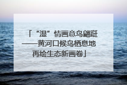 “湿”情画意鸟翩跹——黄河口候鸟栖息地再绘生态新画卷