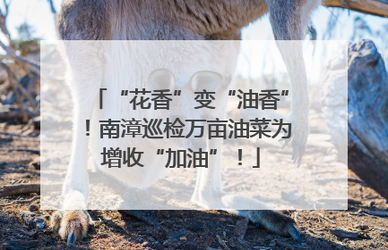 “花香”变“油香”！南漳巡检万亩油菜为增收“加油”！