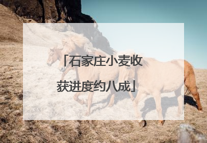 石家庄小麦收获进度约八成