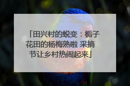 田兴村的蜕变：栀子花田的杨梅熟啦 采摘节让乡村热闹起来