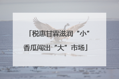 税惠甘霖滋润“小”香瓜闯出“大”市场