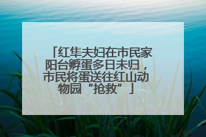 红隼夫妇在市民家阳台孵蛋多日未归，市民将蛋送往红山动物园“抢救”