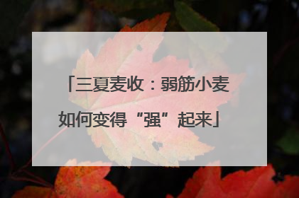 三夏麦收：弱筋小麦如何变得“强”起来