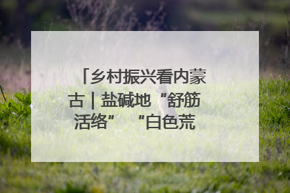 乡村振兴看内蒙古｜盐碱地“舒筋活络” “白色荒漠”长出吨粮田