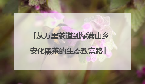 从万里茶道到绿满山乡 安化黑茶的生态致富路