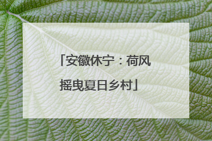 安徽休宁：荷风摇曳夏日乡村