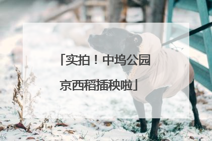 实拍！中坞公园京西稻插秧啦