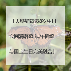 大熊猫迈迈8岁生日会圆满落幕 端午传统与国宝生日完美融合