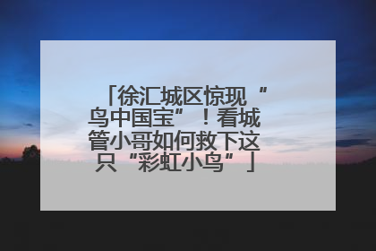 徐汇城区惊现“鸟中国宝”！看城管小哥如何救下这只“彩虹小鸟”