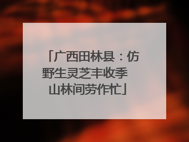 广西田林县：仿野生灵芝丰收季 山林间劳作忙