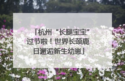 杭州“长腿宝宝”过节啦！世界长颈鹿日邂逅新生幼崽