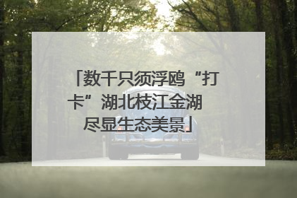 数千只须浮鸥“打卡”湖北枝江金湖 尽显生态美景