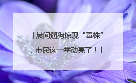 晨间遛狗惊现“毒株”，市民这一举动亮了！