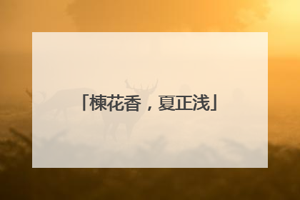 楝花香，夏正浅