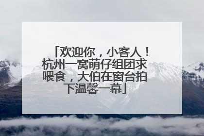 欢迎你，小客人！杭州一窝萌仔组团求喂食，大伯在窗台拍下温馨一幕