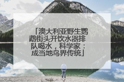 澳大利亚野生鹦鹉街头开饮水器排队喝水，科学家：成当地鸟界传统