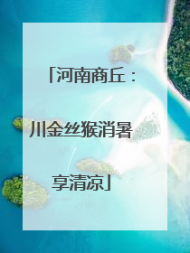河南商丘：川金丝猴消暑享清凉