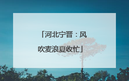 河北宁晋：风吹麦浪夏收忙