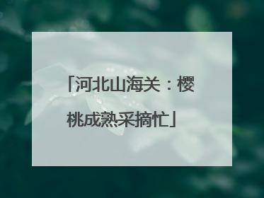 河北山海关：樱桃成熟采摘忙