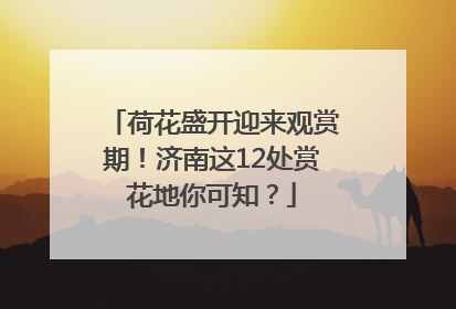 荷花盛开迎来观赏期！济南这12处赏花地你可知？