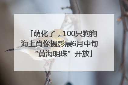 萌化了，100只狗狗海上肖像摄影展6月中旬“黄海明珠”开放