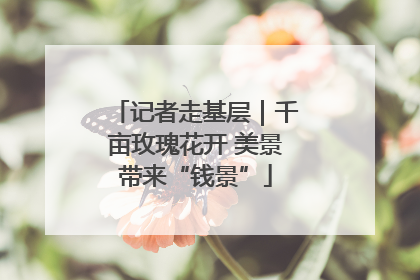 记者走基层｜千亩玫瑰花开 美景带来“钱景”