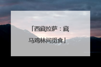 西藏拉萨：藏马鸡林间觅食