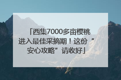 西集7000多亩樱桃进入最佳采摘期！这份“安心攻略”请收好