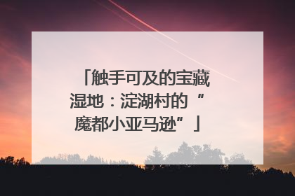触手可及的宝藏湿地：淀湖村的“魔都小亚马逊”
