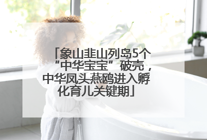 象山韭山列岛5个“中华宝宝”破壳，中华凤头燕鸥进入孵化育儿关键期