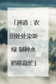 通道：农田处处染新绿 制种水稻移栽忙