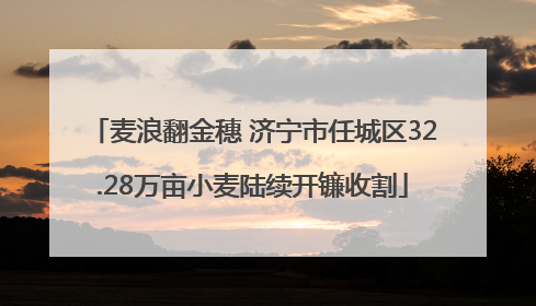 麦浪翻金穗 济宁市任城区32.28万亩小麦陆续开镰收割