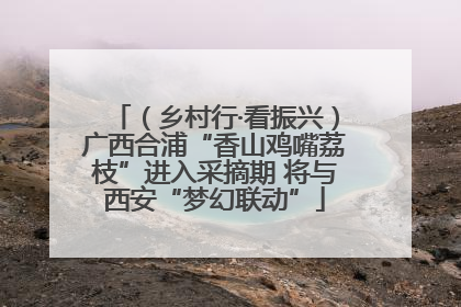 （乡村行·看振兴）广西合浦“香山鸡嘴荔枝”进入采摘期 将与西安“梦幻联动”