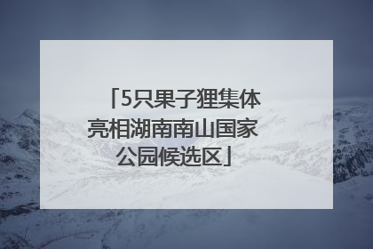 5只果子狸集体亮相湖南南山国家公园候选区