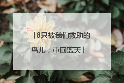 8只被我们救助的鸟儿，重回蓝天